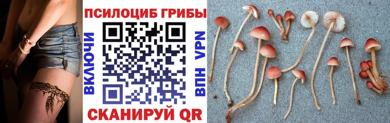 Псилоцибиновые грибы прущие грибы  Дорогобуж 